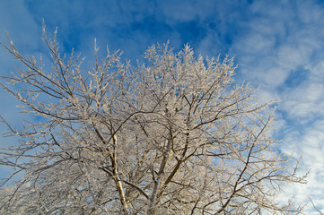 Fototapeta premium Winter landscape