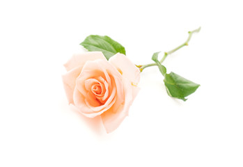 Naklejka premium Coral rose