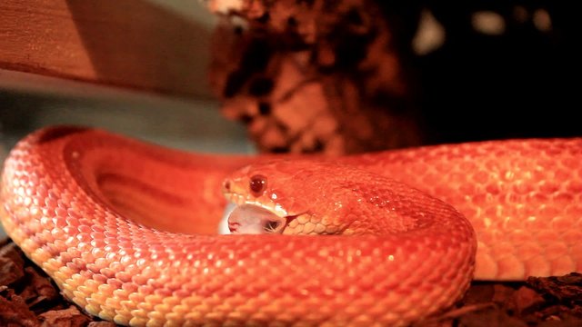 Red / Orange albino Snake eats a white mouse
