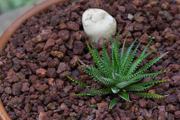 brown stone and green plant in a pot