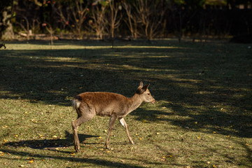 奈良公園の鹿 