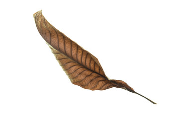 Fototapeta na wymiar Dry leaf on white background