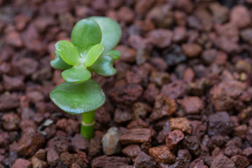brown stone and green plant in a pot