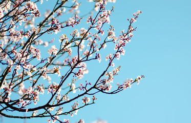 Spring blooming white cherry brunch on blue sky background