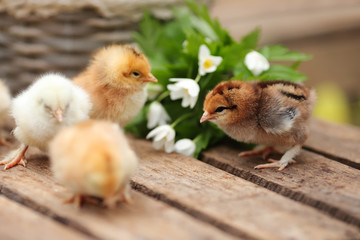 Beautiful little chickens in a wattled basket in a garden. Close