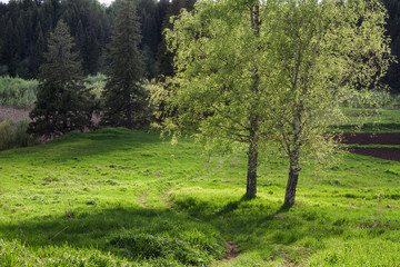spring landscape