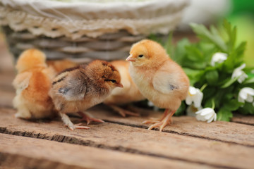 Beautiful little chickens in a wattled basket in a garden. Close