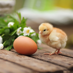 Beautiful little chicken with egg  on a wooden board in a garden