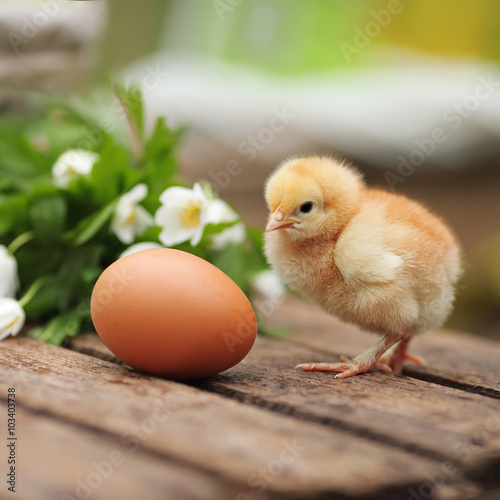 Яйца и цыпленок без смс