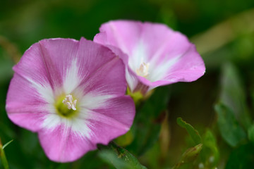 Fototapeta premium Field bindweed (Convolvulus arvensis). Pink and white flowers of this plant in the morning glory family, Convolulaceae, growing low amongst vegetation