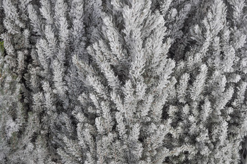 Pine tree