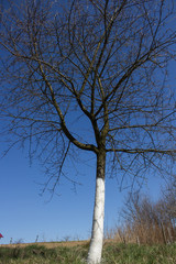 whitewashed tree in spring © retbool