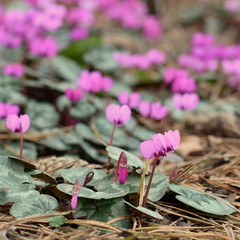 Vorfrühlings-Alpenveilchen, quadratisch