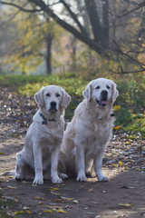 dog breed golden retrieve