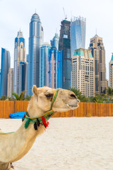 Fototapeta premium Camel in Dubai Marina