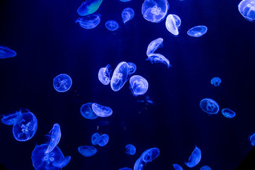 Fototapeta na wymiar Jellyfish