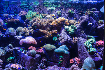 Tropical fish on a coral reef