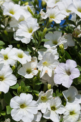 Petunias flowers