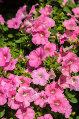 Petunias flowers