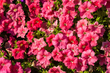 Petunias flowers