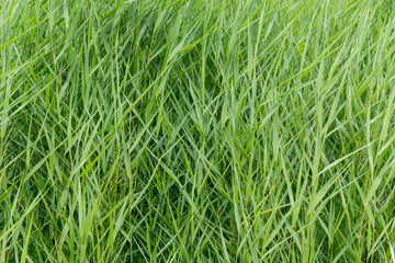 Green reed. Kihnu, small island in Estonia. Baltic sea, Europe. Natural environment background.