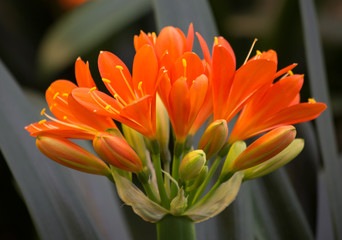 Цветок амарилис Кливия