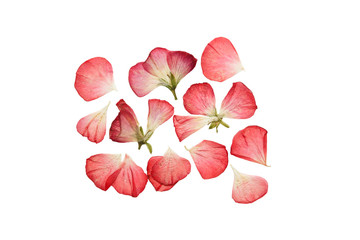 Pressed and dried pink flowers and petals of geranium.