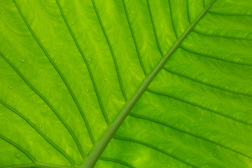 Giant green tropical leaf background of Caladium leaf