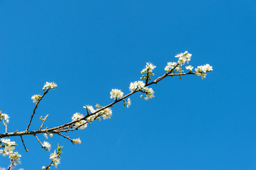 Oriental plum(Prunus salicina) on blue sky