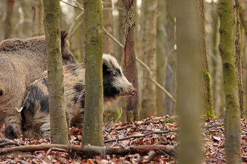 Dzik © Bartosz Rakoczy