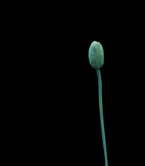 opium flowers on a black background.