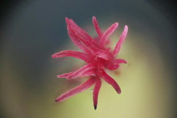 Closeup of a flower of common Hazel (Corylus avellana). Image is taken through a microscope and...