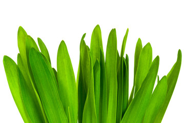 Green grass isolated