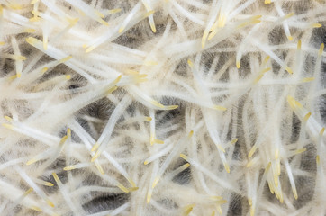 The roots of wheat background