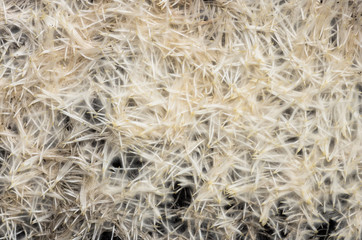 The roots of wheat background