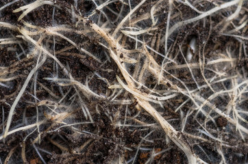 The roots of wheat background