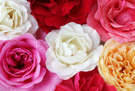 Roses In Different Colors For Background Use