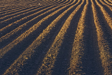 Furrows rows in a plowed field prepared for planting potatoes crops in spring. - obrazy, fototapety, plakaty