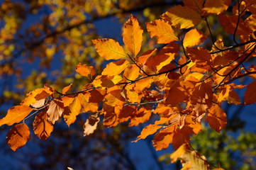 Ast einer Buche mit herbstlich gefärbten Blättern