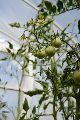 Green not riped tomatoes growing in greenhouse.