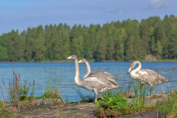 Three young whooper swans standing on a rocky shoreline