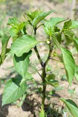 Growing the bell peppers. Unripe peppers in the vegetable garden