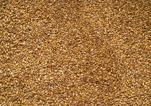 Seed of wheat. Processed organic wheat grains as agricultural background