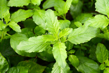 Part of Holy basil pile
