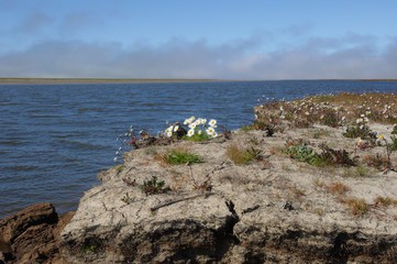 The seaside summer flowering tundra. The flowers are Arctanthemum arcticum (syn. Arctanthemum hultenii, in the right) and Tripleurospermum maritimum (in the center). Yamal peninsula, Russia - 103412794