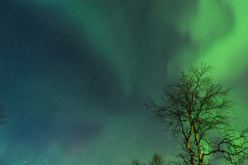 Obraz premium Northern lights above a forest