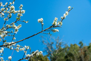 Oriental plum(Prunus salicina) on blue sky