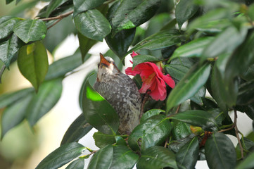 ヒヨドリとツバキ