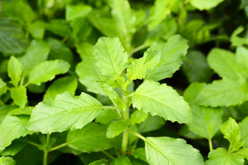 Part of Holy basil pile