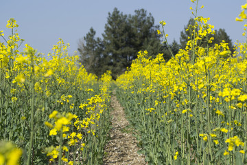 Serra de' Conti . campagna in primavera